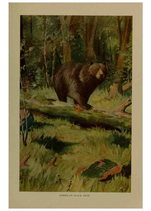 Reproducción/Reproduction 7171944852: The life of animals;. London,Macmillan & co., ltd.,1906.