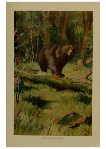 Reproducción/Reproduction 7171944852: The life of animals;. London,Macmillan & co., ltd.,1906.