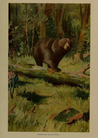 Reproducción/Reproduction 7171944852: The life of animals;. London,Macmillan & co., ltd.,1906.