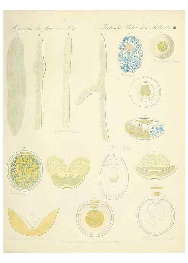 Reproducción/Reproduction 7176484558: Ueber den Pollen,. St.-Petersburg :Kais. Academie der Wissenschaften,1837.
