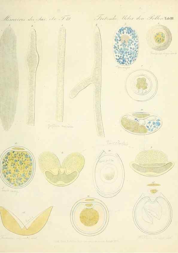 Reproducción/Reproduction 7176484558: Ueber den Pollen,. St.-Petersburg :Kais. Academie der Wissenschaften,1837.