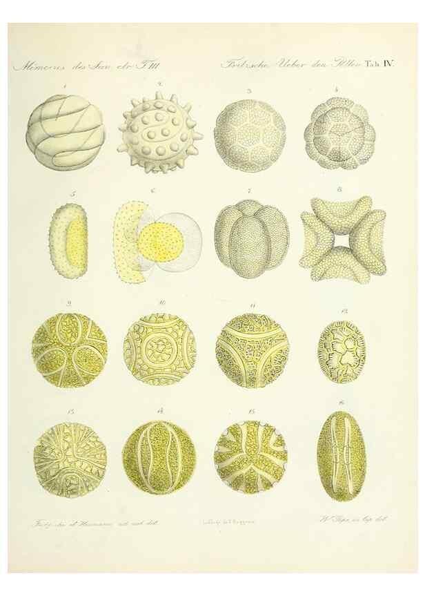 Reproducción/Reproduction 7176485790: Ueber den Pollen,. St.-Petersburg :Kais. Academie der Wissenschaften,1837.