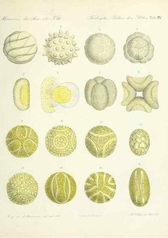 Reproducción/Reproduction 7176485790: Ueber den Pollen,. St.-Petersburg :Kais. Academie der Wissenschaften,1837.