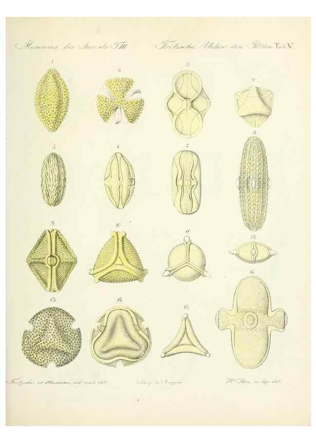 Reproducción/Reproduction 7176486738: Ueber den Pollen,. St.-Petersburg :Kais. Academie der Wissenschaften,1837.