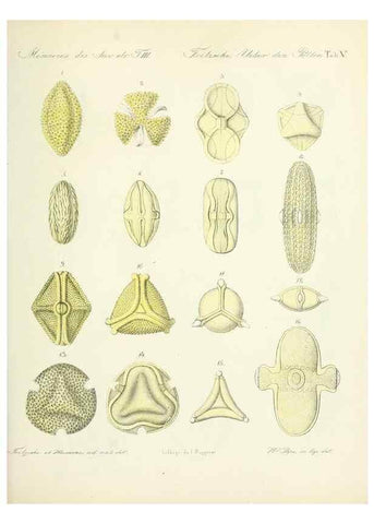 Reproducción/Reproduction 7176486738: Ueber den Pollen,. St.-Petersburg :Kais. Academie der Wissenschaften,1837.