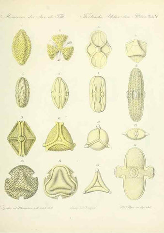Reproducción/Reproduction 7176486738: Ueber den Pollen,. St.-Petersburg :Kais. Academie der Wissenschaften,1837.