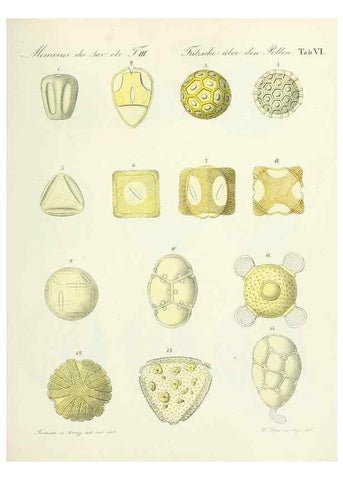 Reproducción/Reproduction 7176487972: Ueber den Pollen,. St.-Petersburg :Kais. Academie der Wissenschaften,1837.