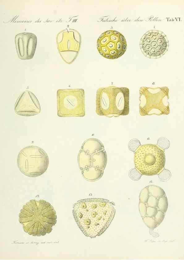 Reproducción/Reproduction 7176487972: Ueber den Pollen,. St.-Petersburg :Kais. Academie der Wissenschaften,1837.