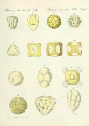 Reproducción/Reproduction 7176487972: Ueber den Pollen,. St.-Petersburg :Kais. Academie der Wissenschaften,1837.