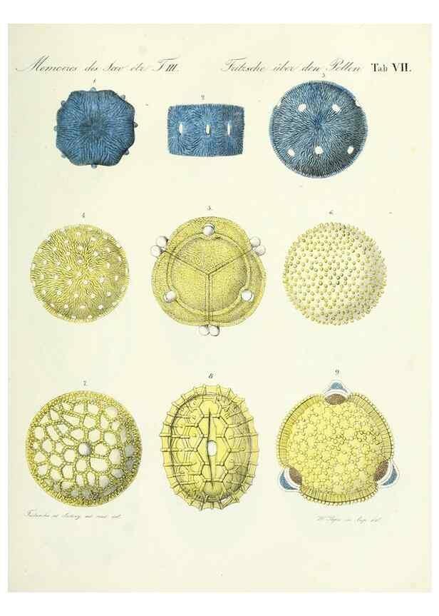 Reproducción/Reproduction 7176489216: Ueber den Pollen,. St.-Petersburg :Kais. Academie der Wissenschaften,1837.