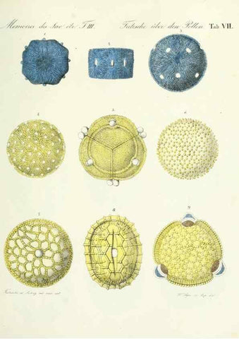 Reproducción/Reproduction 7176489216: Ueber den Pollen,. St.-Petersburg :Kais. Academie der Wissenschaften,1837.