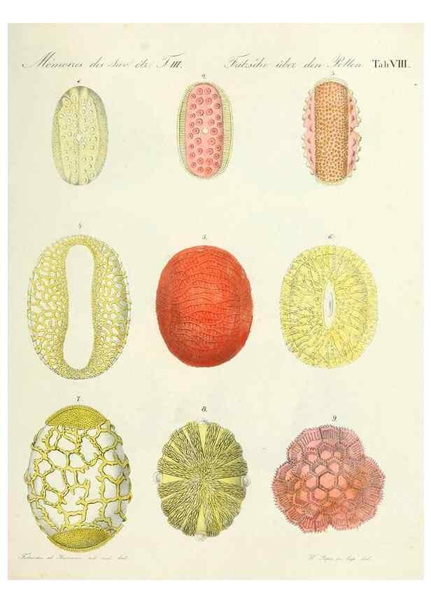 Reproducción/Reproduction 7176490144: Ueber den Pollen,. St.-Petersburg :Kais. Academie der Wissenschaften,1837.