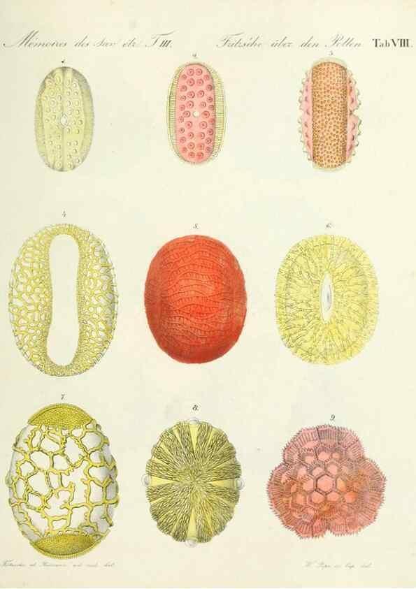 Reproducción/Reproduction 7176490144: Ueber den Pollen,. St.-Petersburg :Kais. Academie der Wissenschaften,1837.
