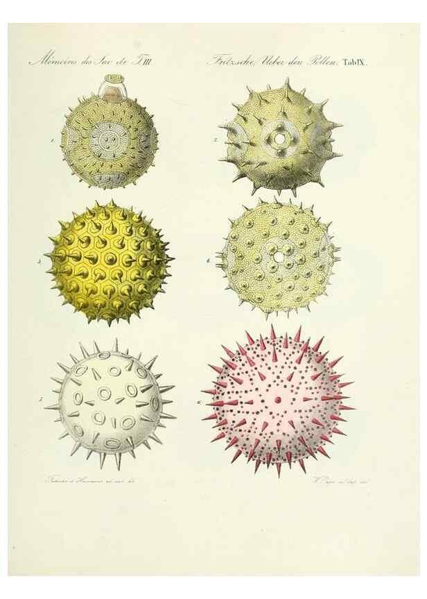 Reproducción/Reproduction 7176491034: Ueber den Pollen,. St.-Petersburg :Kais. Academie der Wissenschaften,1837.