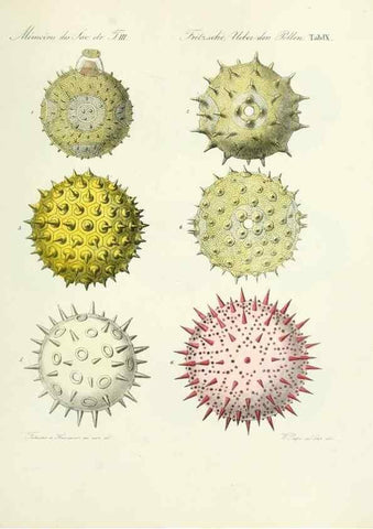 Reproducción/Reproduction 7176491034: Ueber den Pollen,. St.-Petersburg :Kais. Academie der Wissenschaften,1837.
