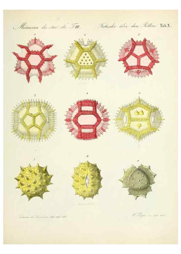 Reproducción/Reproduction 7176492128: Ueber den Pollen,. St.-Petersburg :Kais. Academie der Wissenschaften,1837.