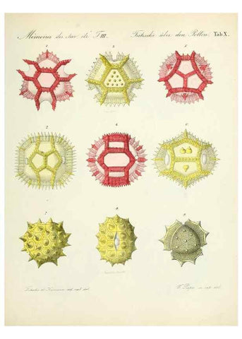 Reproducción/Reproduction 7176492128: Ueber den Pollen,. St.-Petersburg :Kais. Academie der Wissenschaften,1837.
