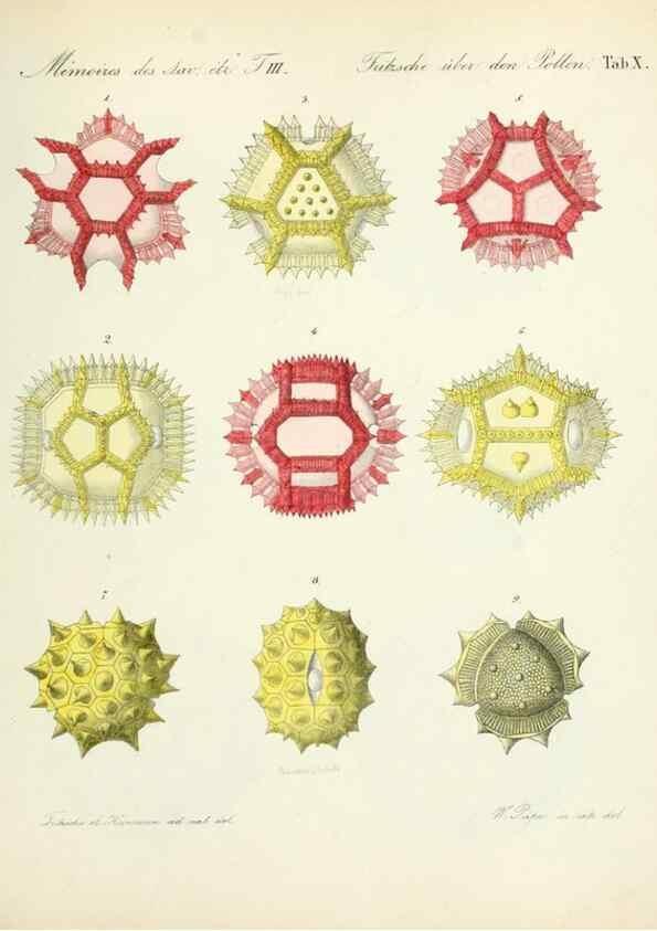 Reproducción/Reproduction 7176492128: Ueber den Pollen,. St.-Petersburg :Kais. Academie der Wissenschaften,1837.