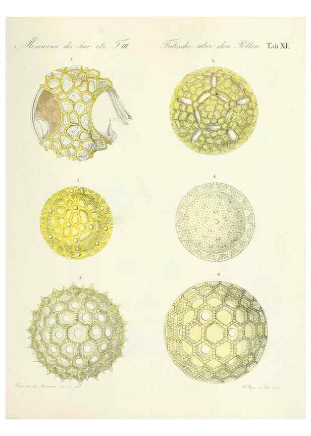 Reproducción/Reproduction 7176493524: Ueber den Pollen,. St.-Petersburg :Kais. Academie der Wissenschaften,1837.