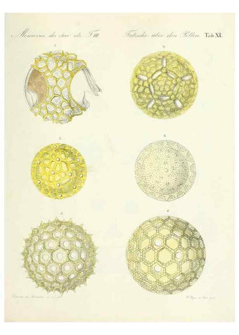 Reproducción/Reproduction 7176493524: Ueber den Pollen,. St.-Petersburg :Kais. Academie der Wissenschaften,1837.