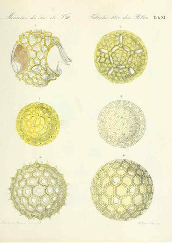 Reproducción/Reproduction 7176493524: Ueber den Pollen,. St.-Petersburg :Kais. Academie der Wissenschaften,1837.