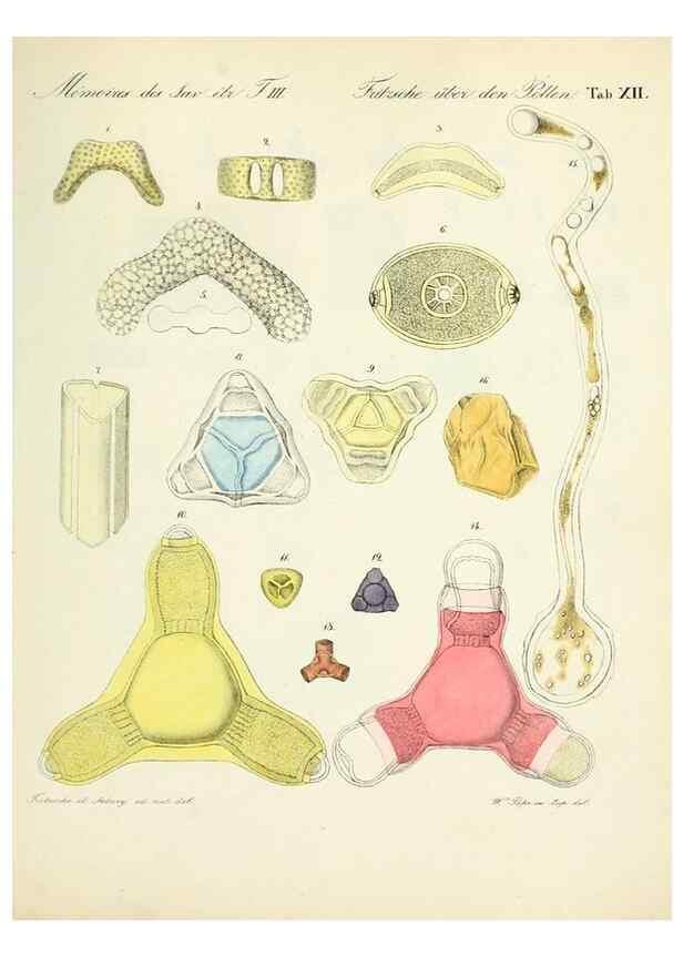 Reproducción/Reproduction 7176494702: Ueber den Pollen,. St.-Petersburg :Kais. Academie der Wissenschaften,1837.