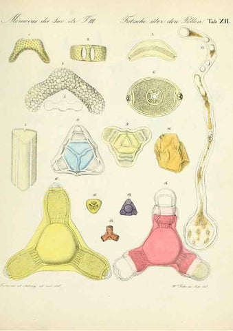 Reproducción/Reproduction 7176494702: Ueber den Pollen,. St.-Petersburg :Kais. Academie der Wissenschaften,1837.