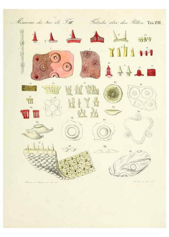 Reproducción/Reproduction 7176495564: Ueber den Pollen,. St.-Petersburg :Kais. Academie der Wissenschaften,1837.