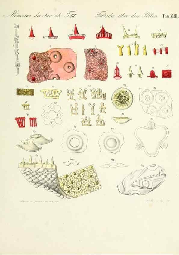 Reproducción/Reproduction 7176495564: Ueber den Pollen,. St.-Petersburg :Kais. Academie der Wissenschaften,1837.