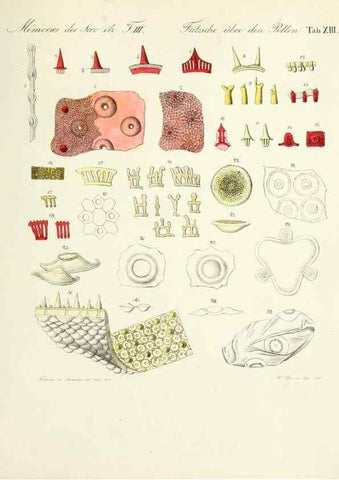 Reproducción/Reproduction 7176495564: Ueber den Pollen,. St.-Petersburg :Kais. Academie der Wissenschaften,1837.