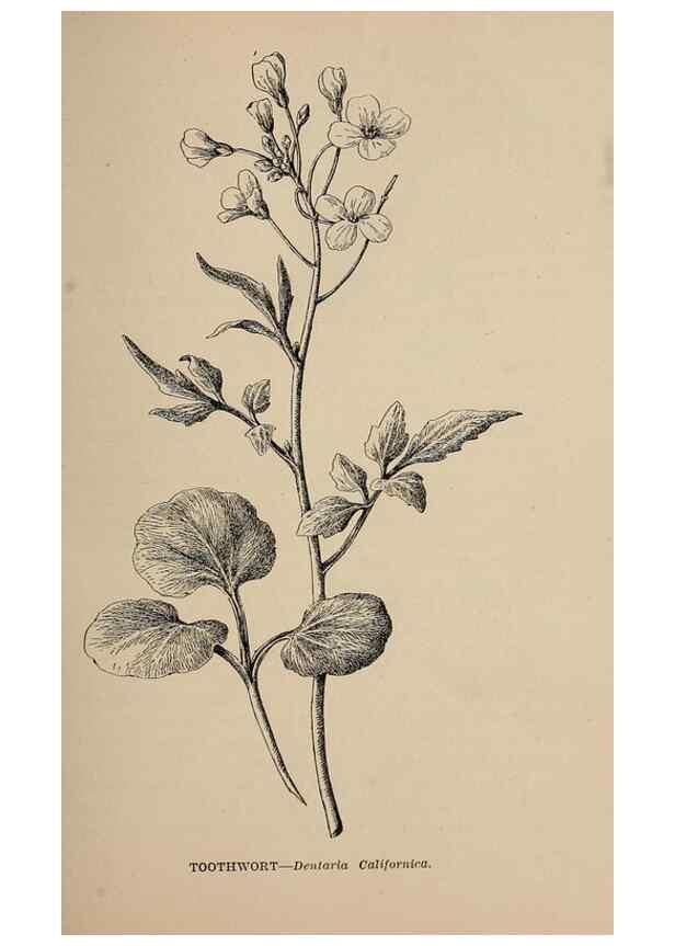 Reproducción/Reproduction 7176686980: The wild flowers of California;. San Francisco,Payot, Upham, & company,1902.