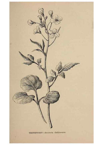 Reproducción/Reproduction 7176686980: The wild flowers of California;. San Francisco,Payot, Upham, & company,1902.