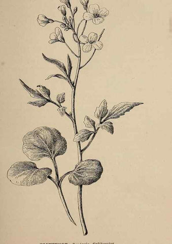 Reproducción/Reproduction 7176686980: The wild flowers of California;. San Francisco,Payot, Upham, & company,1902.