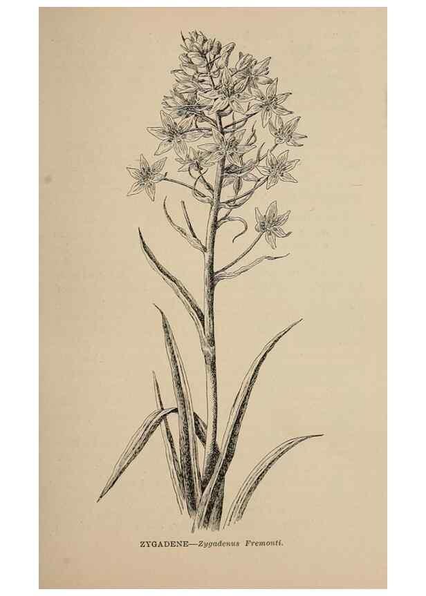 Reproducción/Reproduction 7176688156: The wild flowers of California;. San Francisco,Payot, Upham, & company,1902.