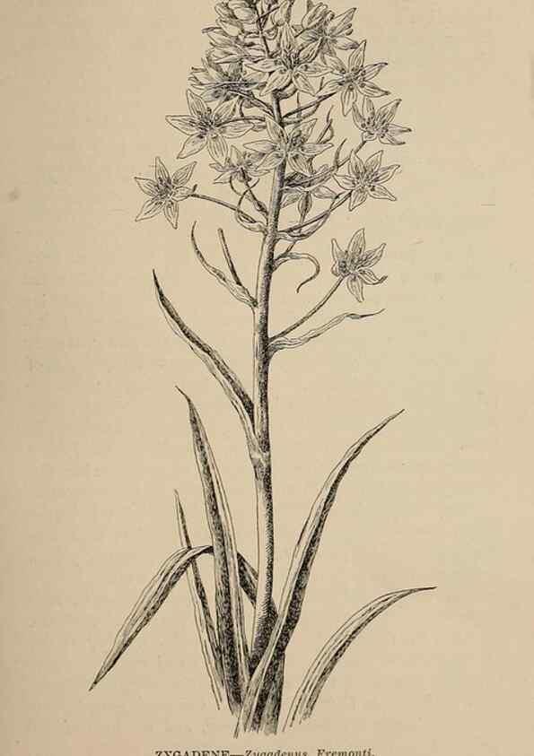 Reproducción/Reproduction 7176688156: The wild flowers of California;. San Francisco,Payot, Upham, & company,1902.