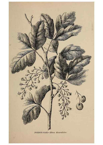 Reproducción/Reproduction 7176689890: The wild flowers of California;. San Francisco,Payot, Upham, & company,1902.