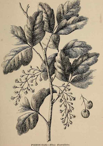 Reproducción/Reproduction 7176689890: The wild flowers of California;. San Francisco,Payot, Upham, & company,1902.
