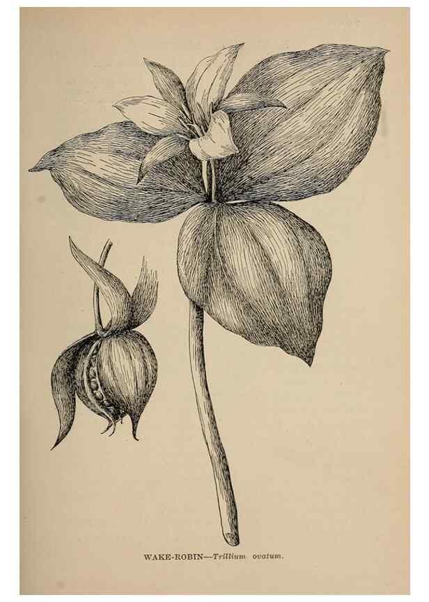 Reproducción/Reproduction 7176691118: The wild flowers of California;. San Francisco,Payot, Upham, & company,1902.