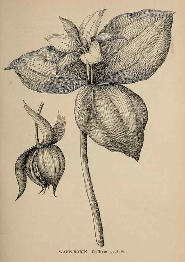 Reproducción/Reproduction 7176691118: The wild flowers of California;. San Francisco,Payot, Upham, & company,1902.