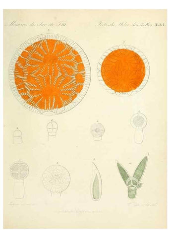 Reproducción/Reproduction 7176482622: Ueber den Pollen,. St.-Petersburg :Kais. Academie der Wissenschaften,1837.