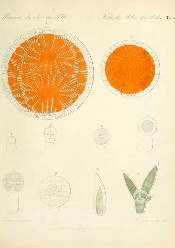 Reproducción/Reproduction 7176482622: Ueber den Pollen,. St.-Petersburg :Kais. Academie der Wissenschaften,1837.