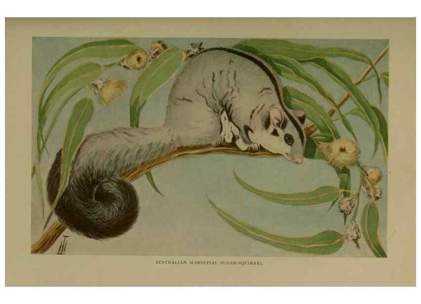 Reproducción/Reproduction 7171962736: The life of animals;. London,Macmillan & co., ltd.,1906.