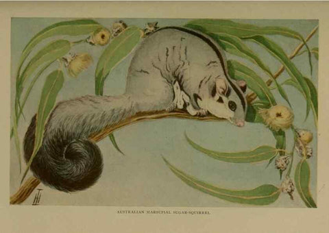 Reproducción/Reproduction 7171962736: The life of animals;. London,Macmillan & co., ltd.,1906.