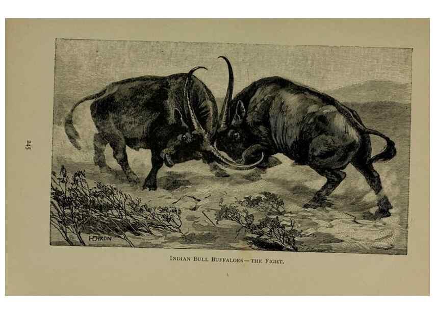 Reproducción/Reproduction 7171946032: The life of animals;. London,Macmillan & co., ltd.,1906.