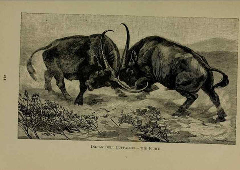 Reproducción/Reproduction 7171946032: The life of animals;. London,Macmillan & co., ltd.,1906.