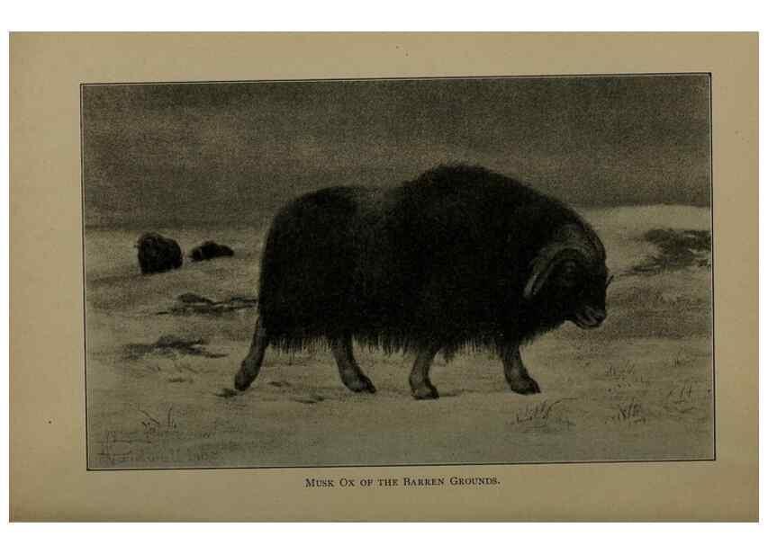 Reproducción/Reproduction 7171946888: The life of animals;. London,Macmillan & co., ltd.,1906.