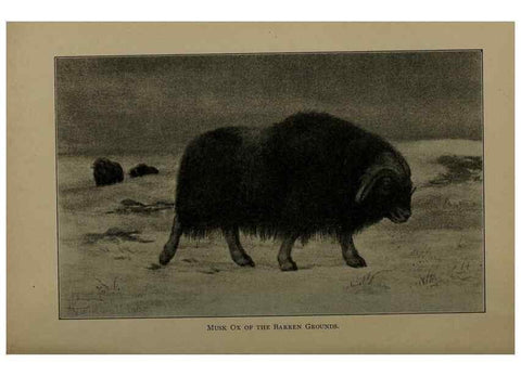 Reproducción/Reproduction 7171946888: The life of animals;. London,Macmillan & co., ltd.,1906.
