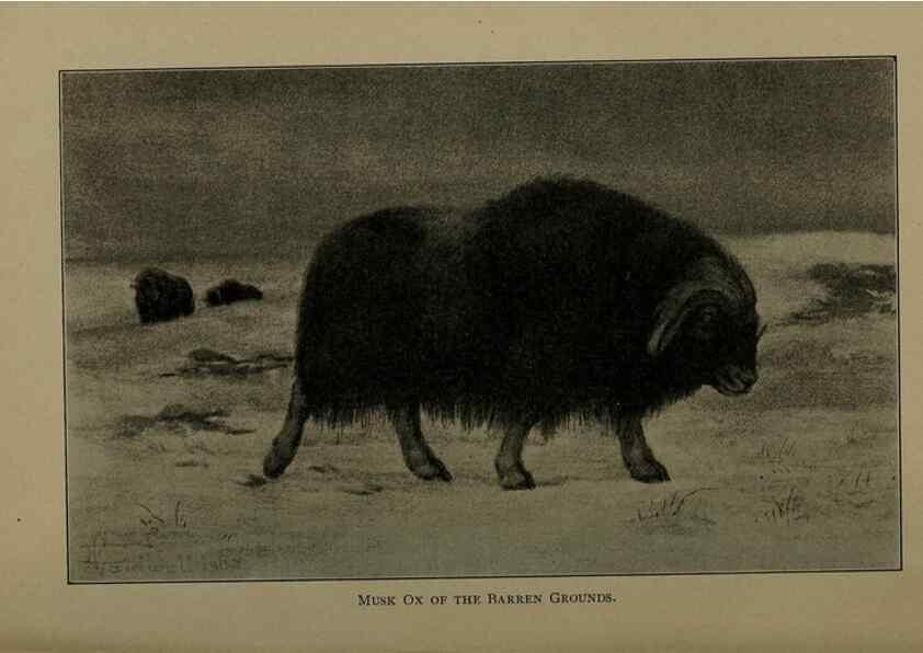 Reproducción/Reproduction 7171946888: The life of animals;. London,Macmillan & co., ltd.,1906.