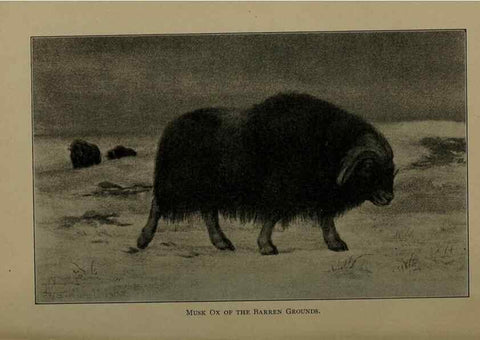 Reproducción/Reproduction 7171946888: The life of animals;. London,Macmillan & co., ltd.,1906.