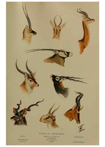 Reproducción/Reproduction 7171947636: The life of animals;. London,Macmillan & co., ltd.,1906.